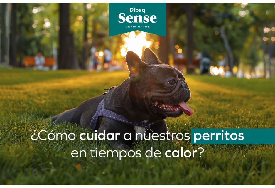 ¿Cómo cuidar a nuestros perritos en tiempos de calor?